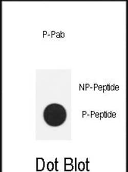 Invitrogen Phospho-Nanog (Ser71) Polyclonal Antibody 400 &mu;L; Unconjugated:Antibodies,