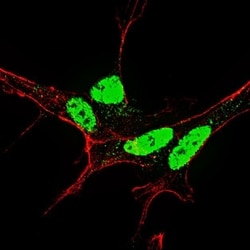 Invitrogen Phospho-Nanog (Ser71) Polyclonal Antibody 400 &mu;L; Unconjugated:Antibodies,