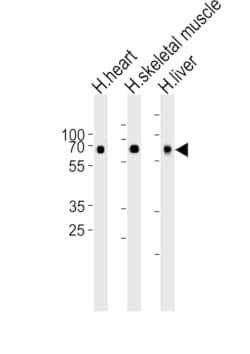 Invitrogen CRY2 Polyclonal Antibody 400 &mu;L; Unconjugated:Antibodies,