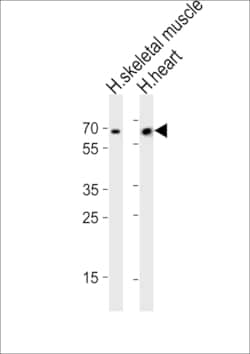 Invitrogen CRY2 Polyclonal Antibody 400 &mu;L; Unconjugated:Antibodies,