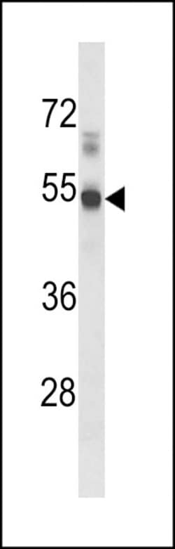 S1P1 Polyclonal Antibody:Antibodies, Polyclonal