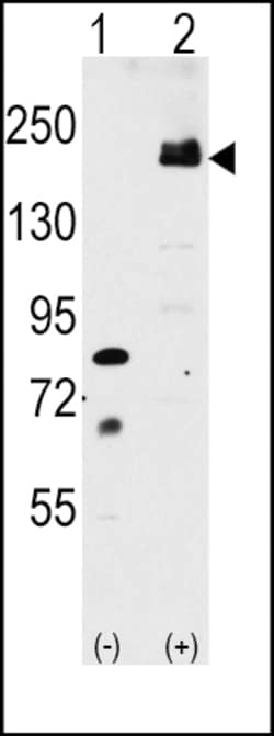 Invitrogen LRP6 Polyclonal Antibody 400 &mu;L; Unconjugated:Antibodies,