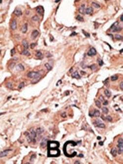 Invitrogen MAGEH1 Polyclonal Antibody 400 &mu;L; Unconjugated:Antibodies,