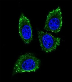 Invitrogen MMP12 Polyclonal Antibody 400 &mu;L; Unconjugated:Antibodies,