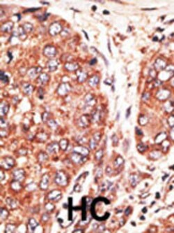 Invitrogen Septin-9 Polyclonal Antibody 400 &mu;L; Unconjugated:Antibodies,