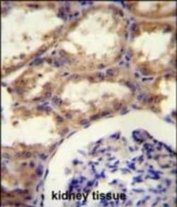 Invitrogen Septin-9 Polyclonal Antibody 400 &mu;L; Unconjugated:Antibodies,