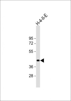 Invitrogen SIRT7 Polyclonal Antibody 400 &mu;L | Buy Online | Invitrogen&trade; | Fisher Scientific