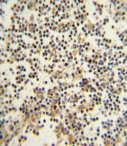 Invitrogen CD82 Polyclonal Antibody 400 μL; Unconjugated:Antibodies,