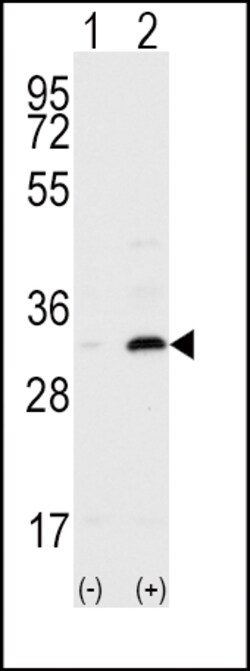 Invitrogen CD82 Polyclonal Antibody 400 μL; Unconjugated:Antibodies,