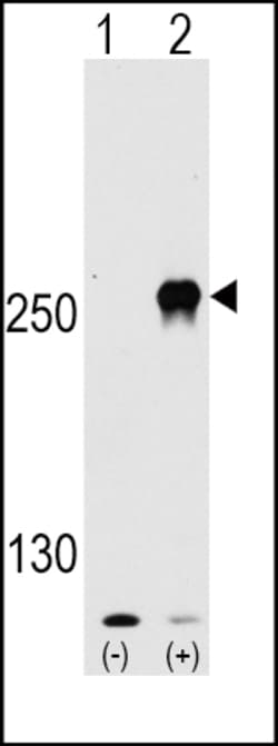 Invitrogen mTOR Polyclonal Antibody 400 &mu;L | Buy Online | Invitrogen&trade; | Fisher Scientific