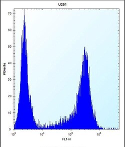 Invitrogen HES1 Polyclonal Antibody 400 μL; Unconjugated:Antibodies,