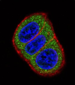 Invitrogen HES1 Polyclonal Antibody 400 μL; Unconjugated:Antibodies,