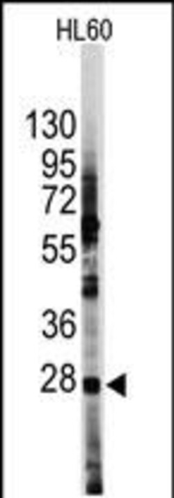 Invitrogen HES1 Polyclonal Antibody 400 μL; Unconjugated:Antibodies,