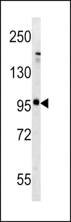 Invitrogen mGluR5 Polyclonal Antibody 400 &mu;L; Unconjugated:Antibodies,