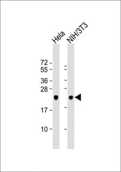 Invitrogen DJ-1 Polyclonal Antibody 400 &mu;L; Unconjugated:Antibodies,