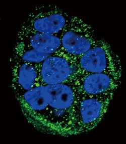Invitrogen FXN Polyclonal Antibody 400 &mu;L; Unconjugated:Antibodies,