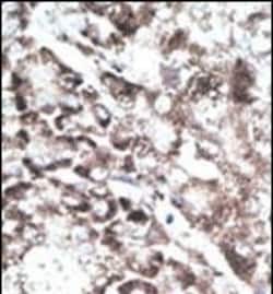 Invitrogen GPR37 Polyclonal Antibody 400 &mu;L; Unconjugated:Antibodies,