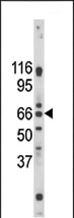 Invitrogen GPR37 Polyclonal Antibody 400 &mu;L; Unconjugated:Antibodies,