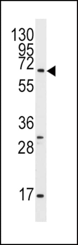 Invitrogen GPR37 Polyclonal Antibody 400 &mu;L; Unconjugated:Antibodies,
