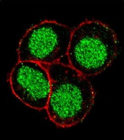 Invitrogen FLI1 Polyclonal Antibody 400 &mu;L; Unconjugated:Anticuerpos