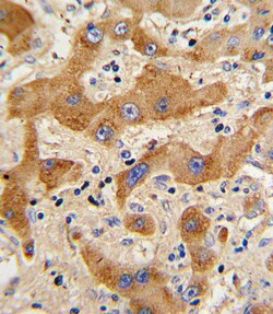 Invitrogen Glucagon Polyclonal Antibody 400 &mu;L; Unconjugated:Antibodies,