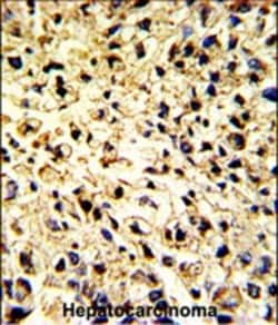 Invitrogen DCL-1 Polyclonal Antibody 400 &mu;L; Unconjugated:Antibodies,