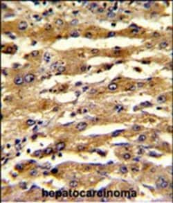 Invitrogen FABP3 Polyclonal Antibody 400 &mu;L; Unconjugated:Antikörper