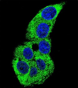 Invitrogen gamma Actin Polyclonal Antibody 400 &mu;L; Unconjugated:Antibodies,