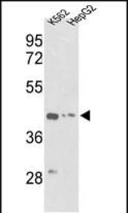 Invitrogen gamma Actin Polyclonal Antibody 400 &mu;L; Unconjugated:Antibodies,