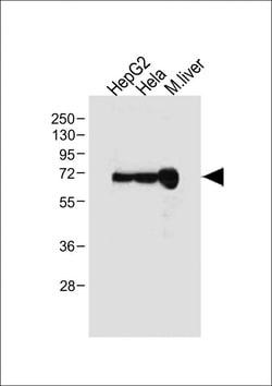 Invitrogen Albumin Polyclonal Antibody 200 &mu;L; Unconjugated:Antibodies,