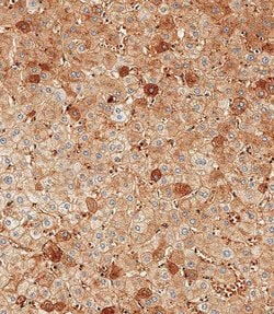 Invitrogen Albumin Polyclonal Antibody 200 &mu;L; Unconjugated:Antibodies,