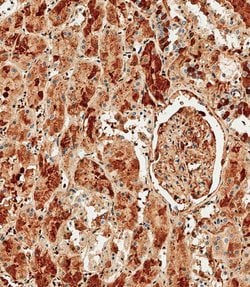 Invitrogen Albumin Polyclonal Antibody 200 &mu;L; Unconjugated:Antibodies,