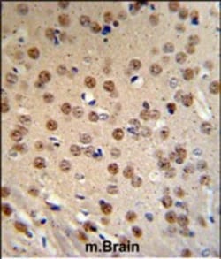 Invitrogen AMER1 Polyclonal Antibody 400 μL; Unconjugated:Antibodies,