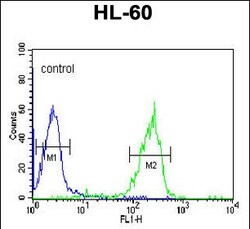 Invitrogen Granzyme B Polyclonal Antibody 400 &mu;L; Unconjugated:Antibodies,