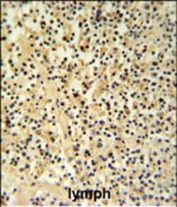 Invitrogen Granzyme B Polyclonal Antibody 400 &mu;L; Unconjugated:Antibodies,