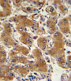 Invitrogen COL6A1 Polyclonal Antibody 400 &mu;L; Unconjugated:Antibodies,