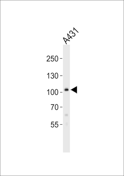 Invitrogen COL6A1 Polyclonal Antibody 400 &mu;L; Unconjugated:Antibodies,