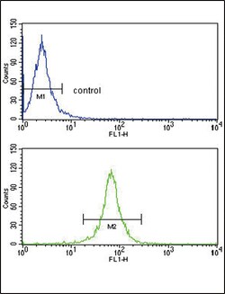 Invitrogen Decorin Polyclonal Antibody 400 &mu;L; Unconjugated:Antibodies,