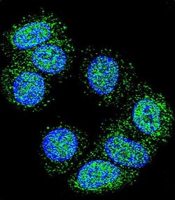 Invitrogen EEF1A1 Polyclonal Antibody 400 &mu;L; Unconjugated:Antibodies,