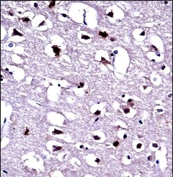 Invitrogen EEF1A1 Polyclonal Antibody 400 &mu;L; Unconjugated:Antibodies,