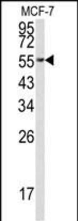Invitrogen EEF1A1 Polyclonal Antibody 400 &mu;L; Unconjugated:Antibodies,