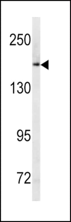 Invitrogen MRP1 Polyclonal Antibody 400 &mu;L; Unconjugated:Antibodies,