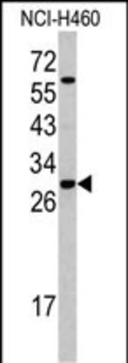 Invitrogen SRSF5 Polyclonal Antibody 400 &mu;L; Unconjugated:Antibodies,