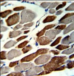 Invitrogen EMILIN1 Polyclonal Antibody 400 &mu;L; Unconjugated:Antibodies,