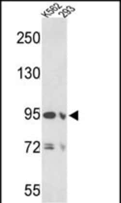 Invitrogen EMILIN1 Polyclonal Antibody 400 &mu;L; Unconjugated:Antibodies,