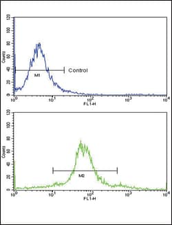 Invitrogen ETV4 Polyclonal Antibody 400 &mu;L; Unconjugated:Antibodies,