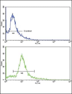 Invitrogen HMGCS1 Polyclonal Antibody 400 &mu;L; Unconjugated:Antibodies,