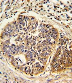 Invitrogen HMGCS1 Polyclonal Antibody 400 &mu;L; Unconjugated:Antibodies,