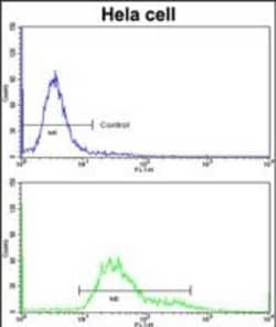 Invitrogen PDIA6 Polyclonal Antibody 400 &mu;L; Unconjugated:Antibodies,