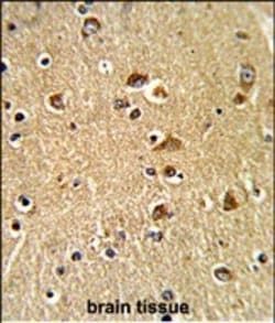 Invitrogen PDIA6 Polyclonal Antibody 400 &mu;L; Unconjugated:Antibodies,